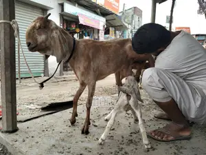 Goat with kid.