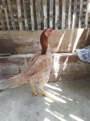 আছিল ফাইটার মুরগী