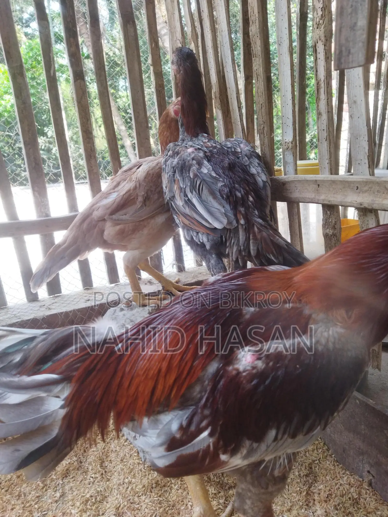 আছিল ফাইটার মুরগী