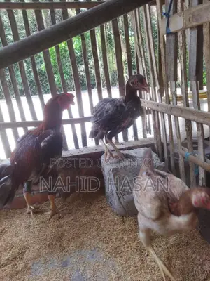 আছিল ফাইটার মুরগী