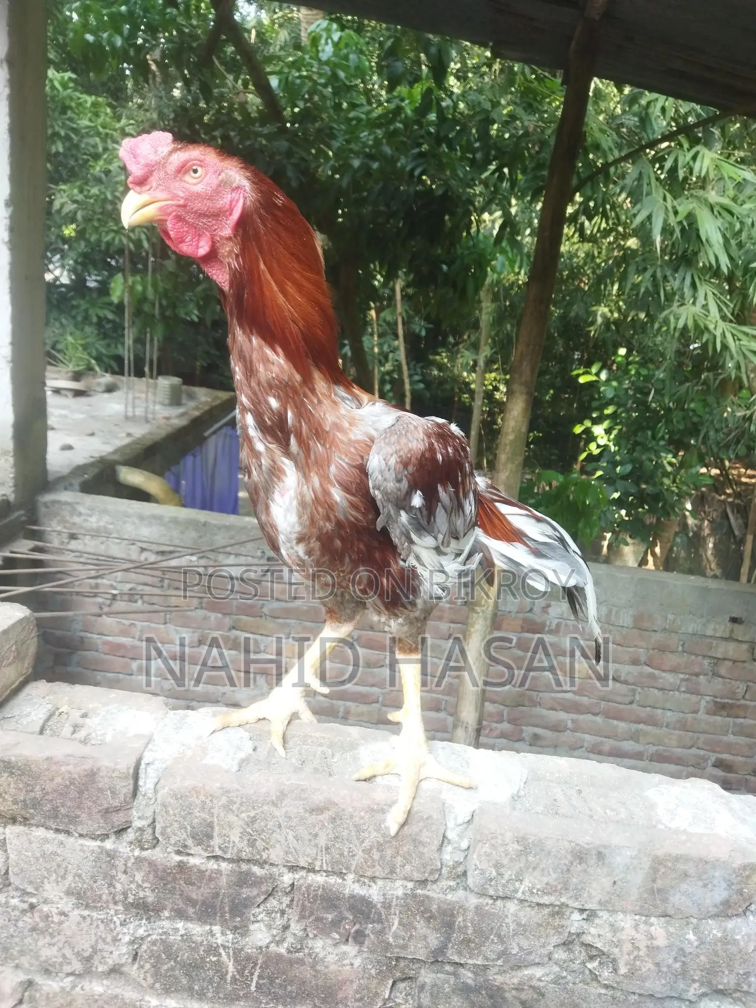 আছিল ফাইটার মুরগী
