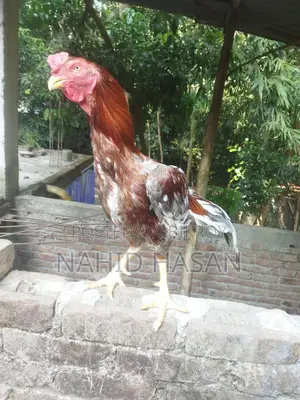 আছিল ফাইটার মুরগী