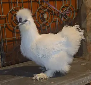 Sultan & Silky Female
