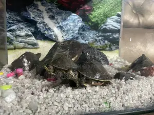 Aquarium with 4 turtles