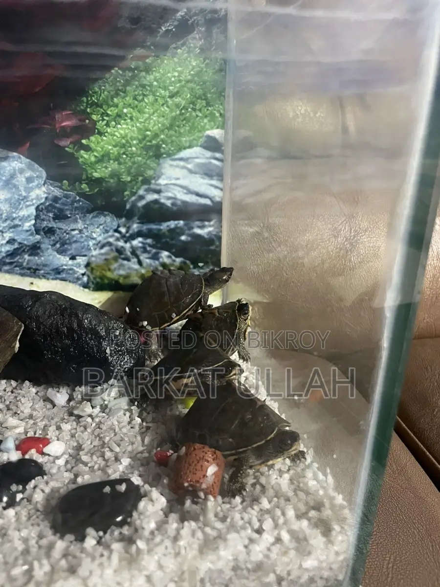 Aquarium with 4 turtles