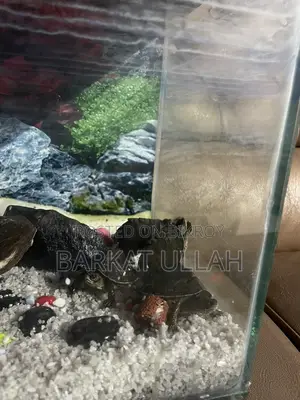 Aquarium with 4 turtles