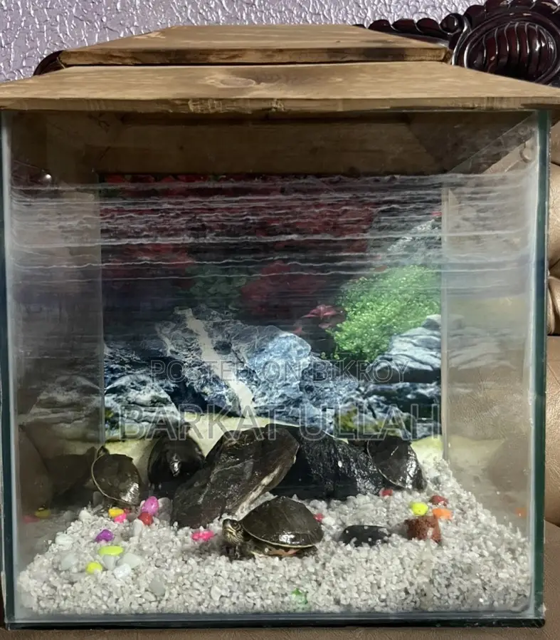 Aquarium with 4 turtles