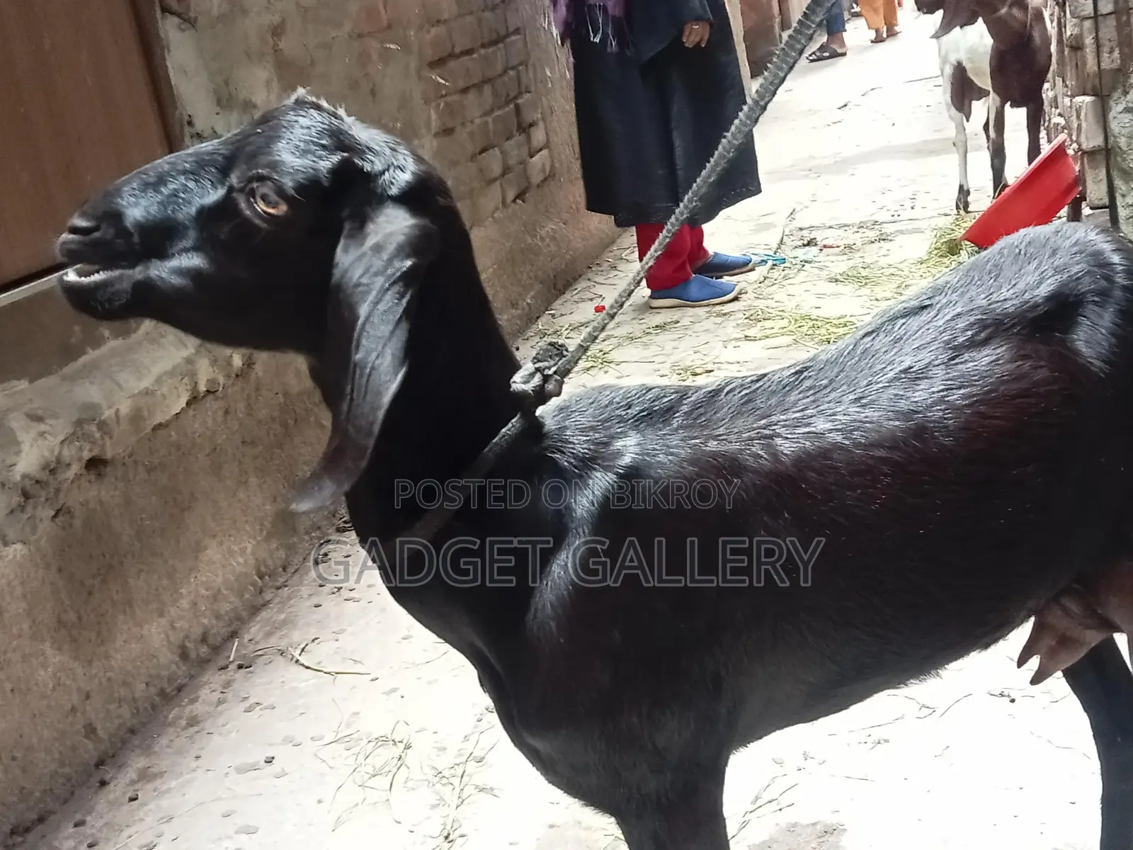 Three Goats for Sale