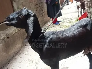 Three Goats for Sale