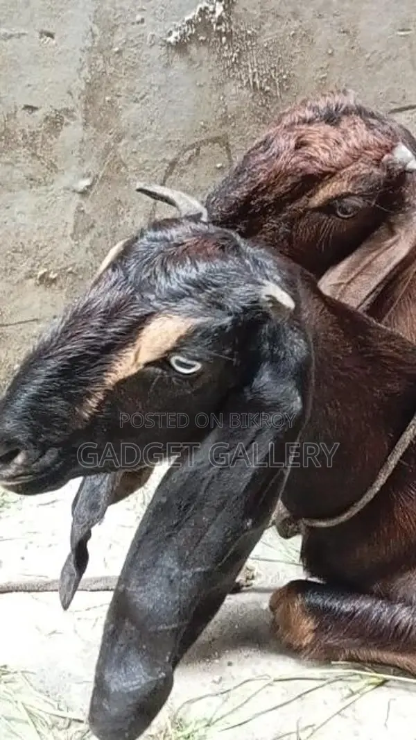 Three Goats for Sale