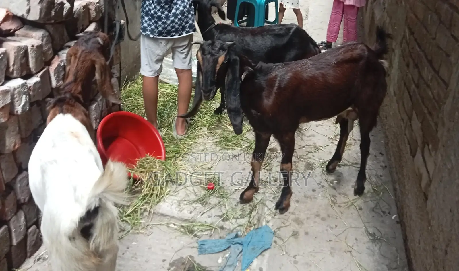 Three Goats for Sale