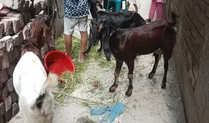 Three Goats for Sale