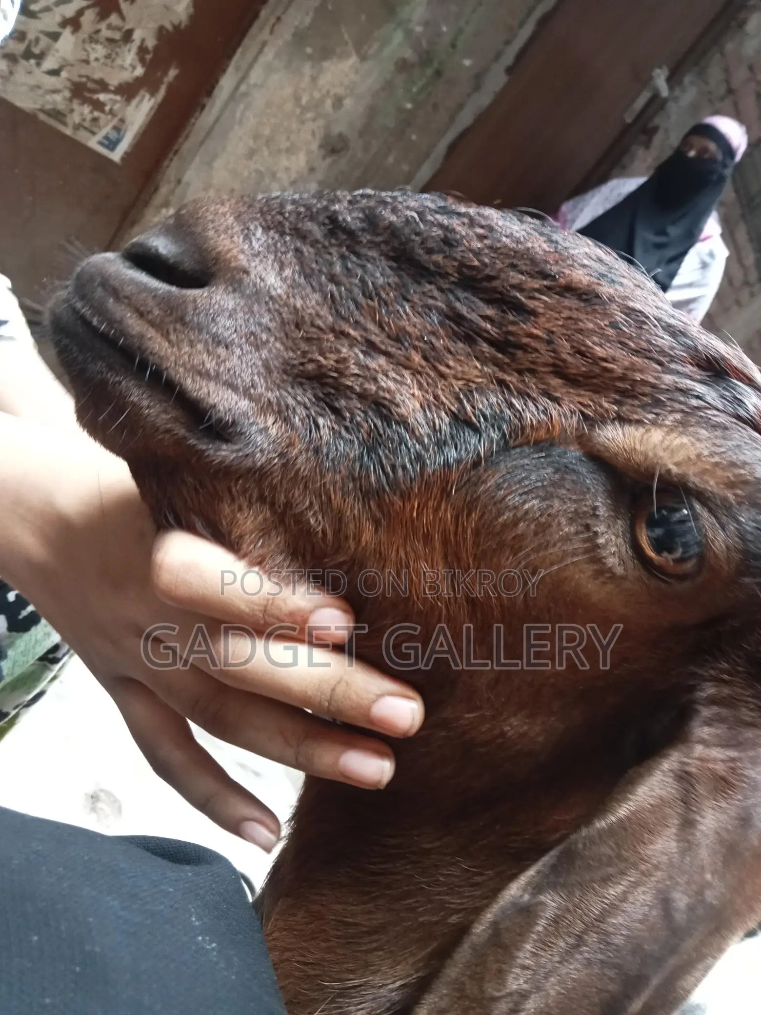 Three Goats for Sale