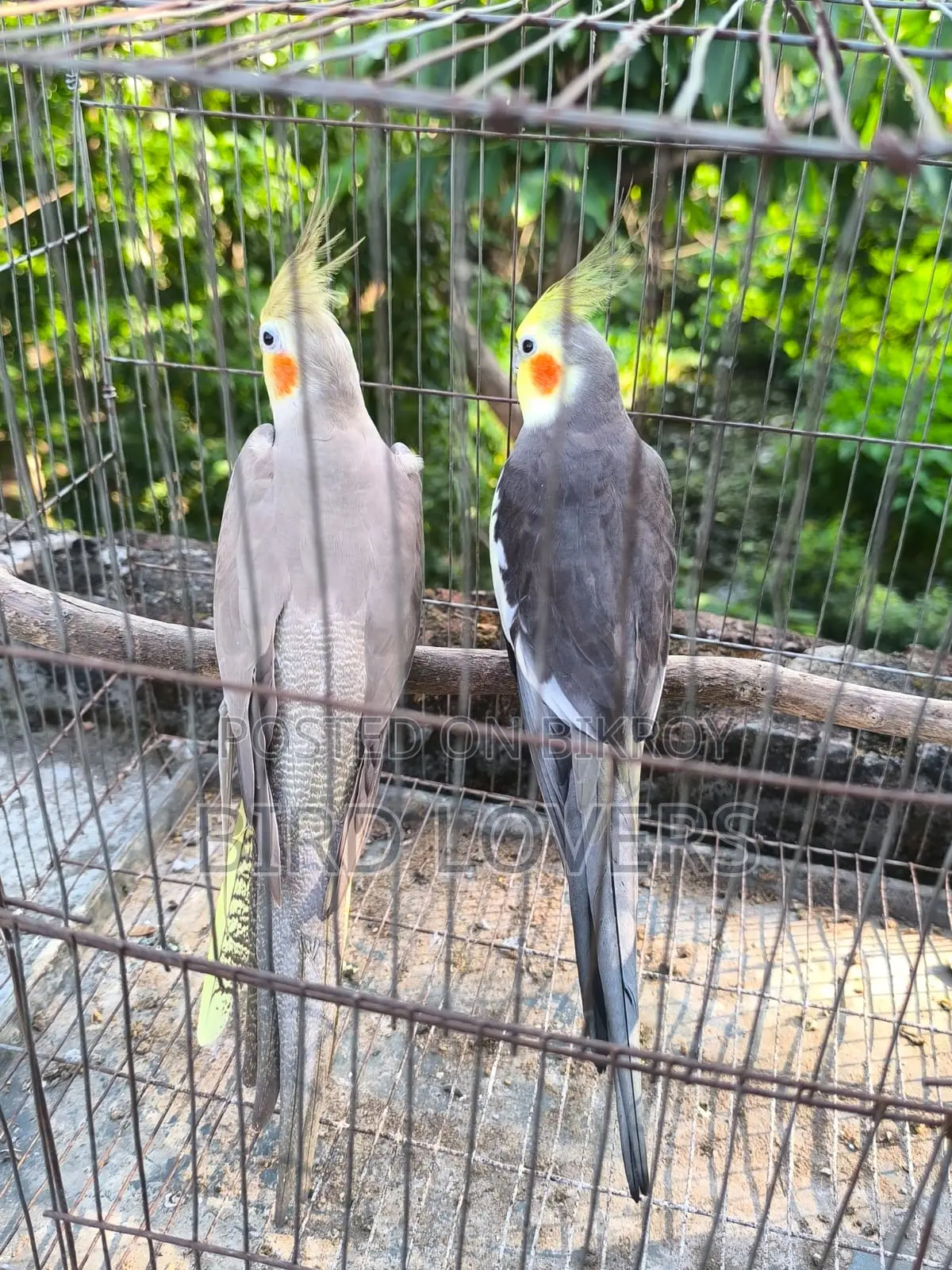 3 Pairs of Running Grey Cockatiel Birds for Sale