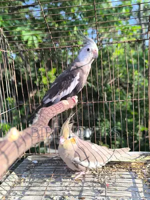 3 Pairs of Running Grey Cockatiel Birds for Sale