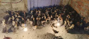 Fayoumi Chicken/Pakistani Chicken