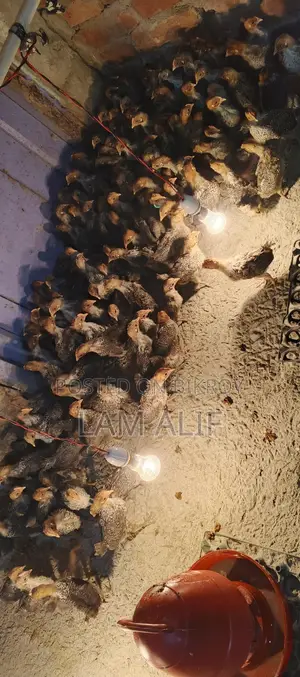 Fayoumi Chicken/Pakistani Chicken