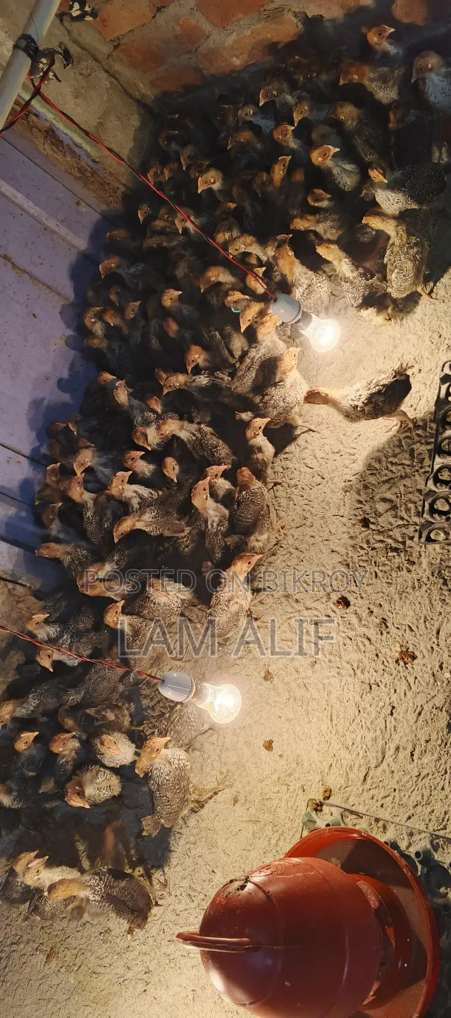 Fayoumi Chicken/Pakistani Chicken