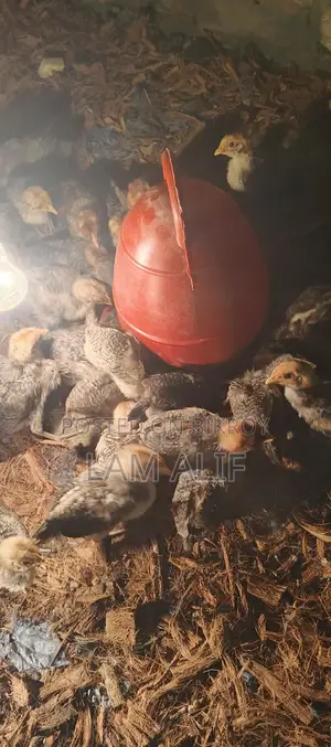 Fayoumi Chicken/Pakistani Chicken