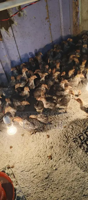 ফাওমি মুরগি/পাকিস্থানি মুরগি