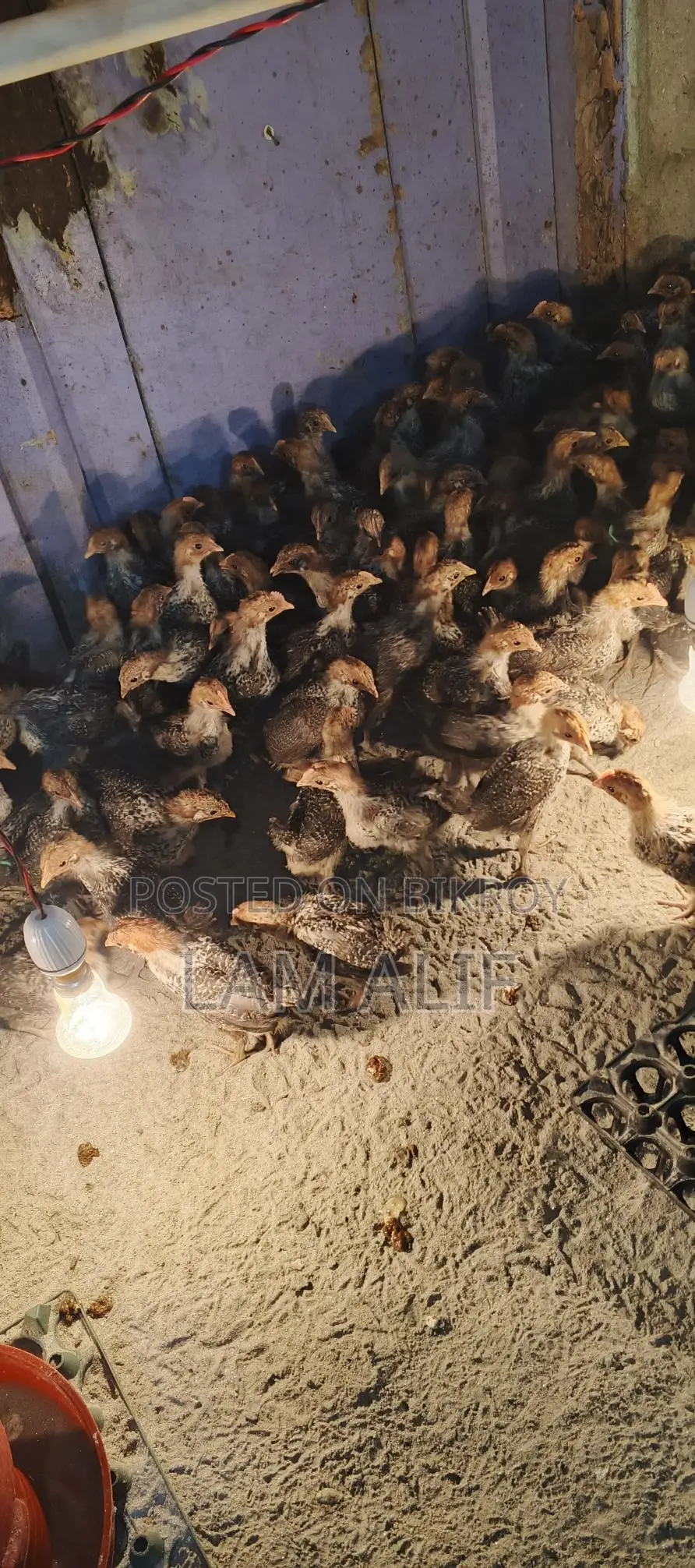 Fayoumi Chicken/Pakistani Chicken