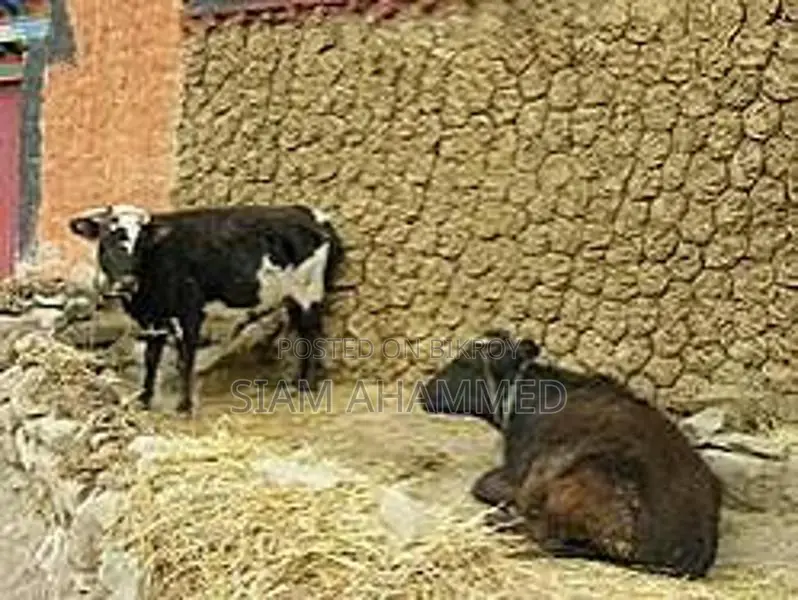 ১০০% খাঁটি গরুর গোবর সার – ফলন বাড়াতে আজই অর্ডার করুন!