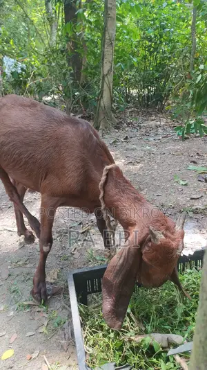 Two Goats For Sale