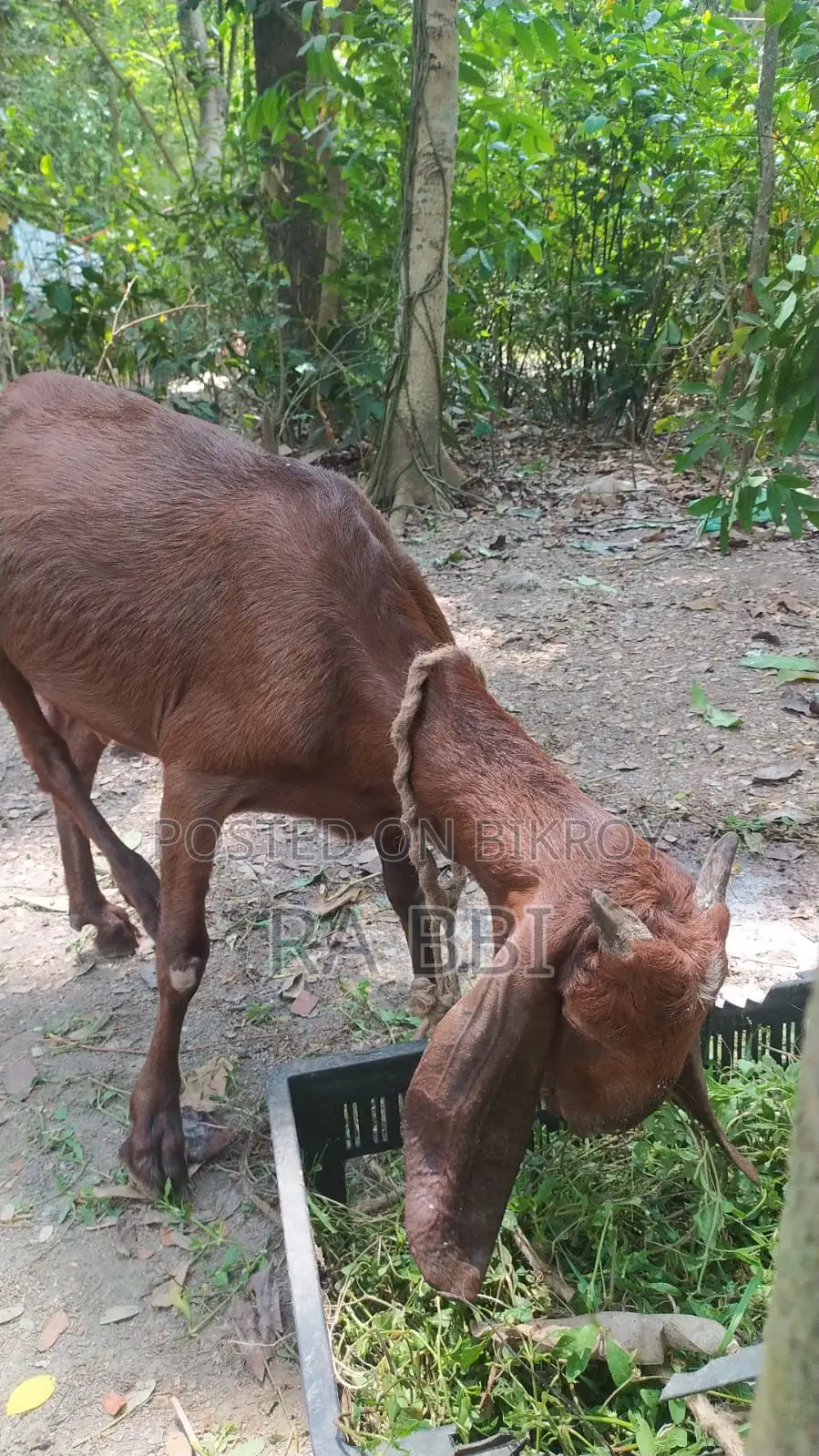 Two Goats For Sale