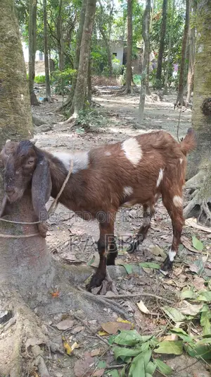 Two Goats For Sale