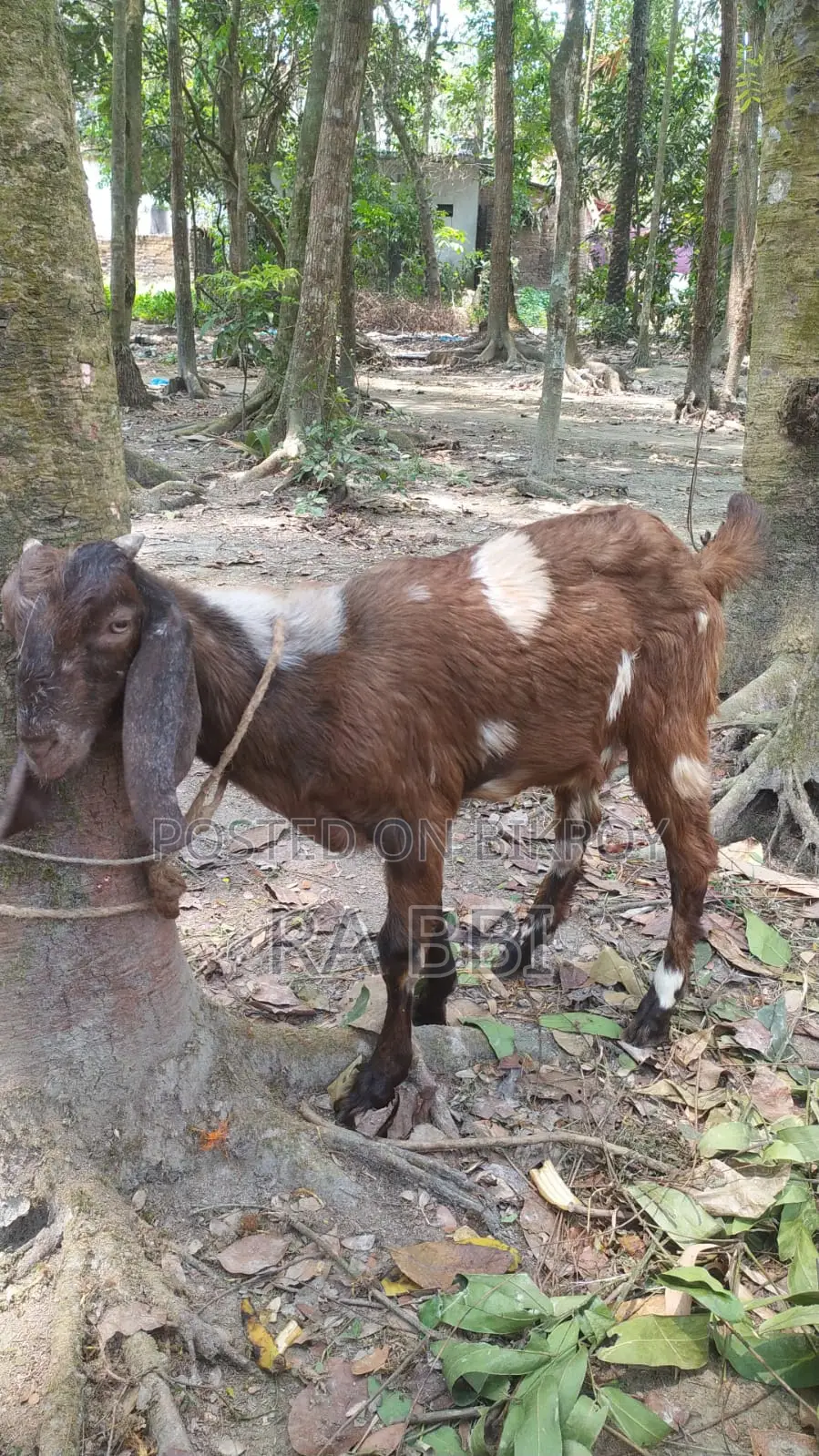 Two Goats For Sale