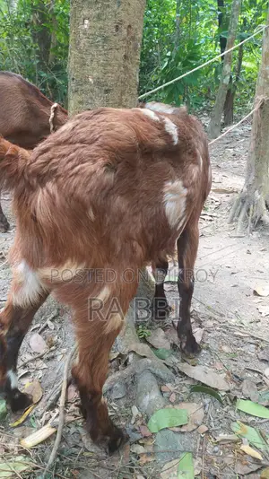 Two Goats For Sale