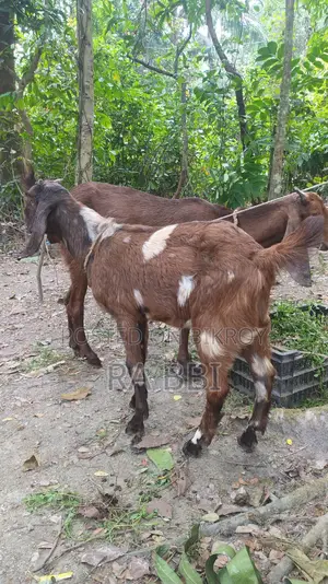 Two Goats For Sale