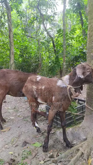 Two Goats For Sale