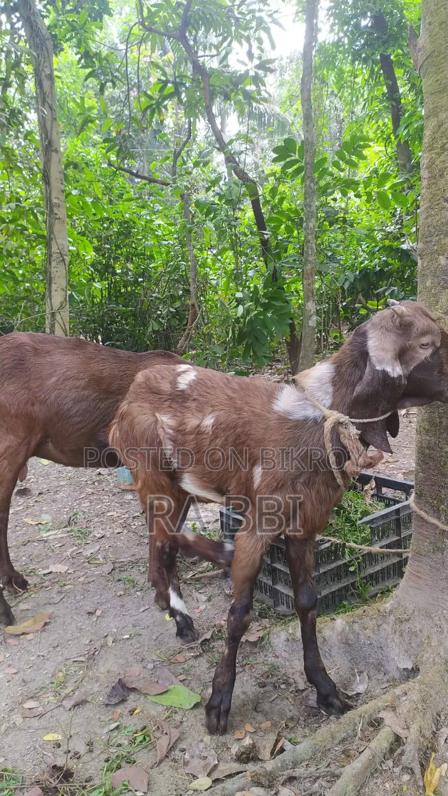 Two Goats For Sale
