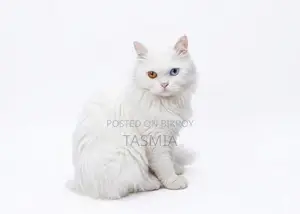 Cat Urgent Sale Post