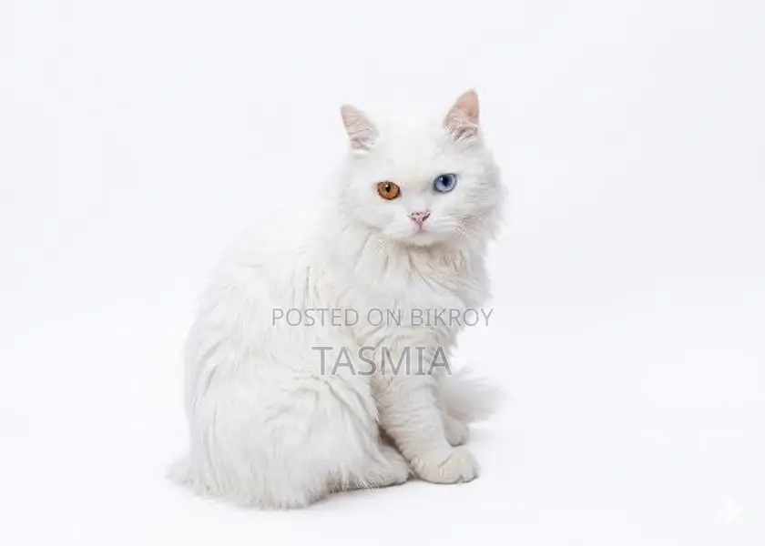 Cat Urgent Sale Post