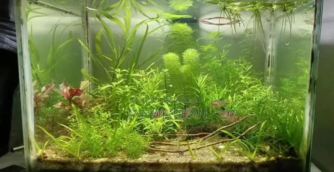 Live Planted Aquarium