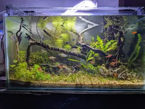 Live Planted Aquarium