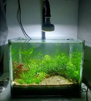 Live Planted Aquarium