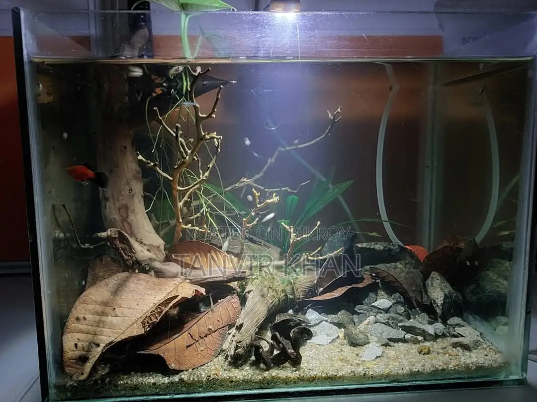 Live Planted Aquarium