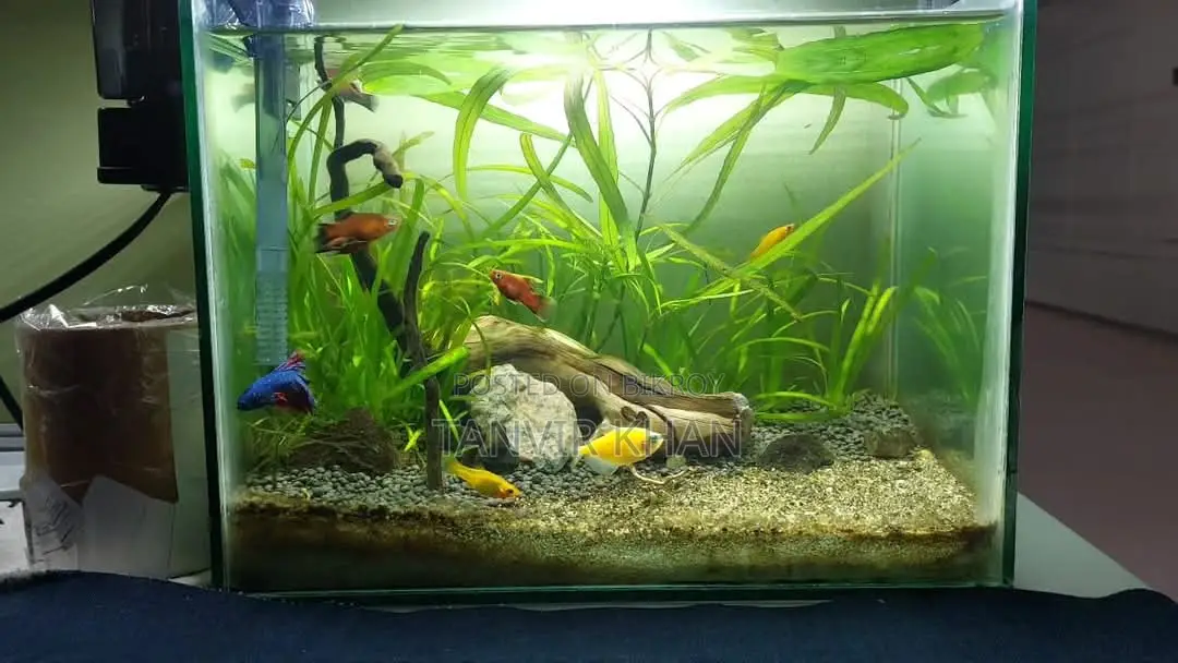 Live Planted Aquarium