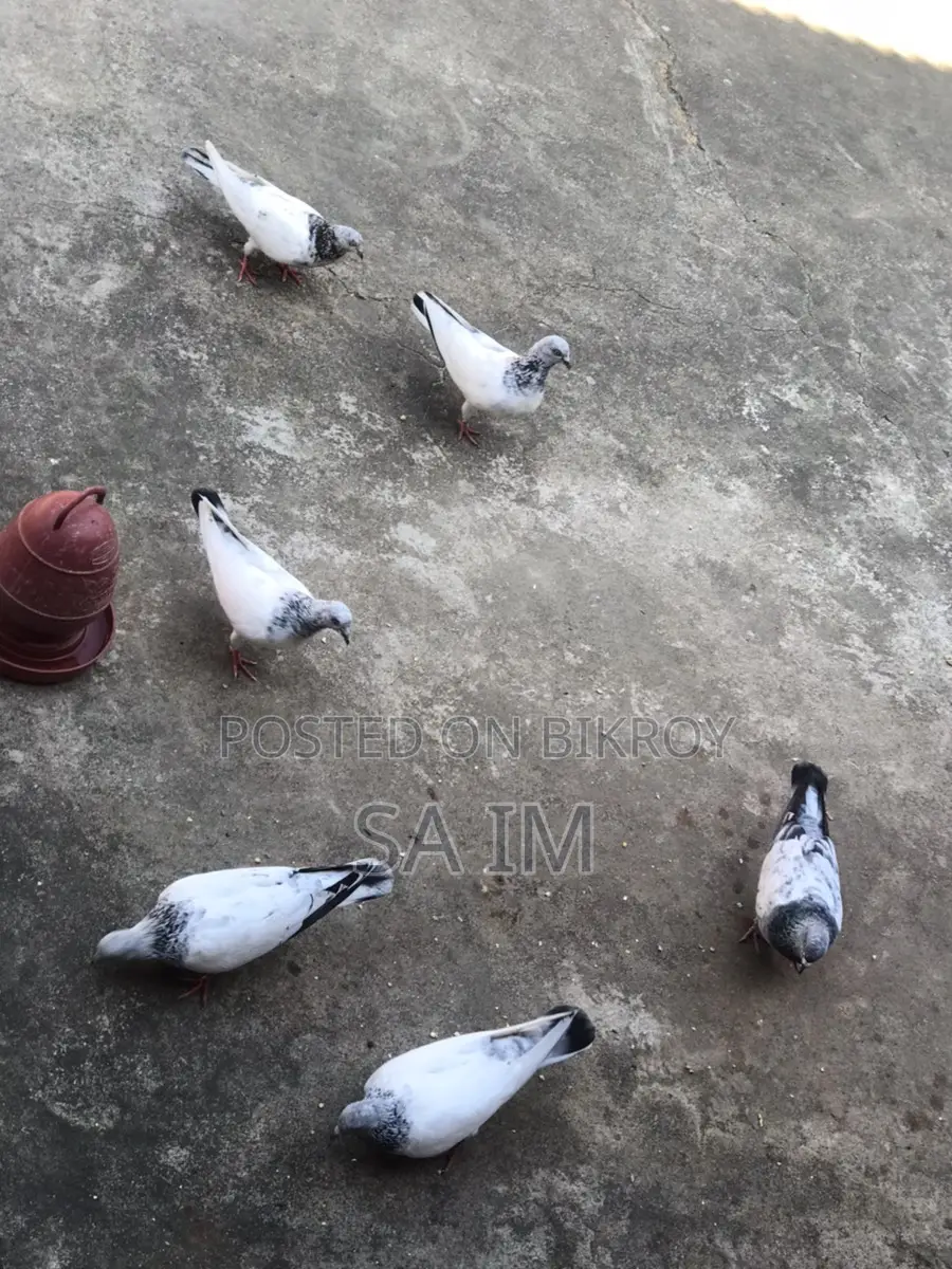 পাখি বিক্রি হবে