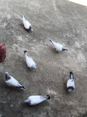 পাখি বিক্রি হবে