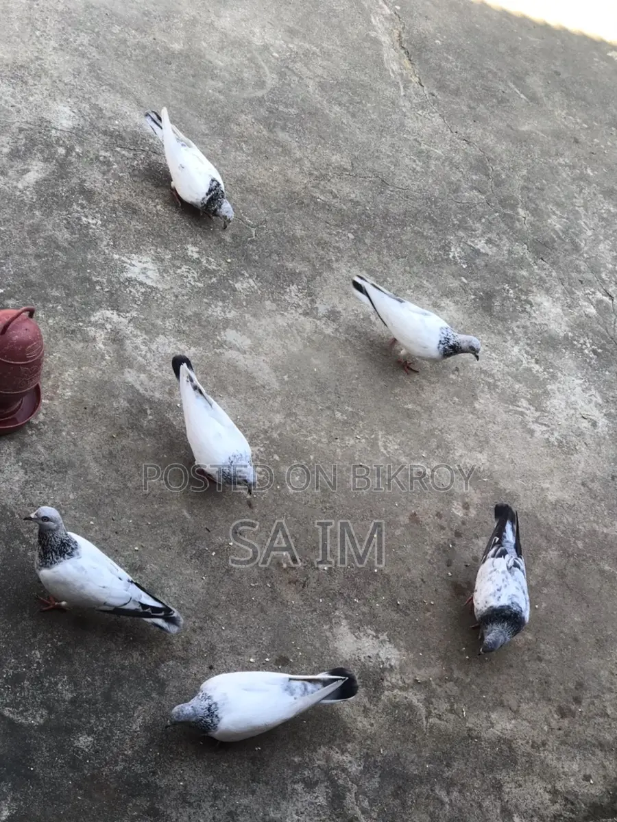 পাখি বিক্রি হবে