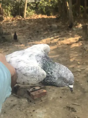 পাখি বিক্রি হবে