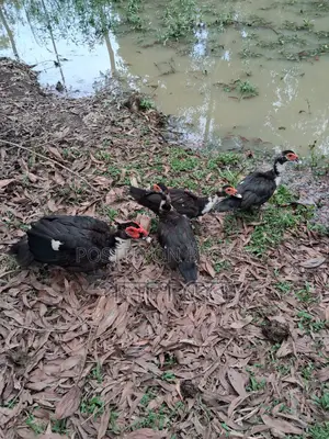 চিনা হাঁস