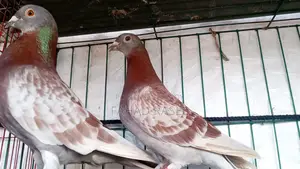 Pigeon