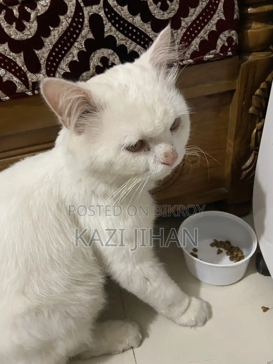 Persian Cat