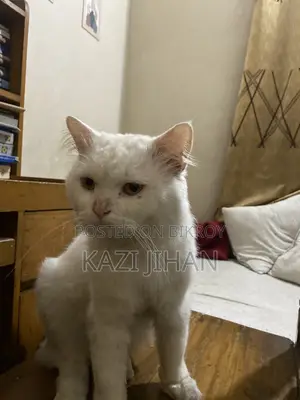 Persian Cat