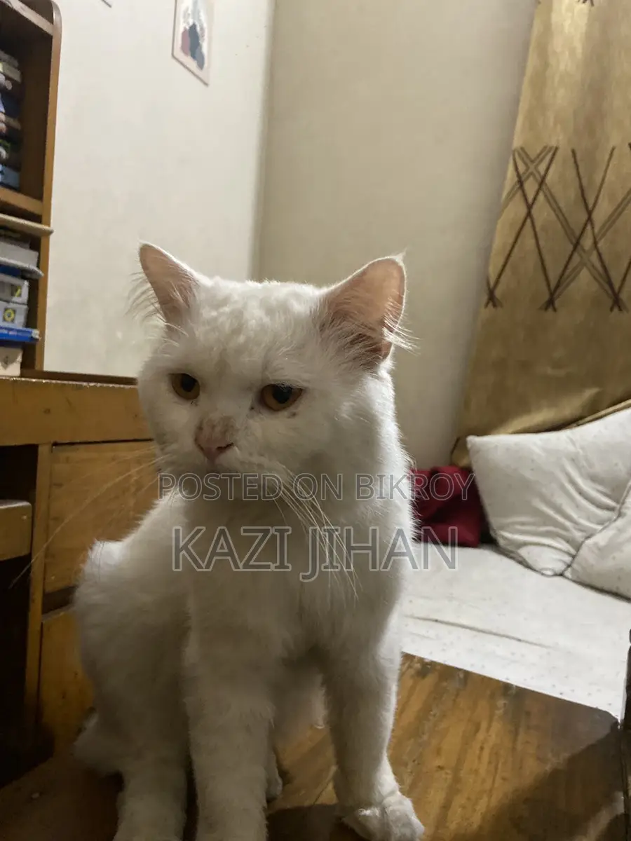 Persian Cat